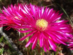 Lampranthus stenopetalus flower